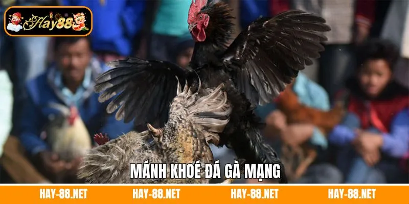 Mánh khoé đá gà mạng