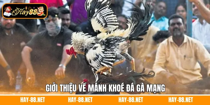 Mơ Thấy Ma Đánh Con Gì? Giải Mã Những Con Số Thần Tài 10 Giới thiệu mạnh khoé đá gà mạng
