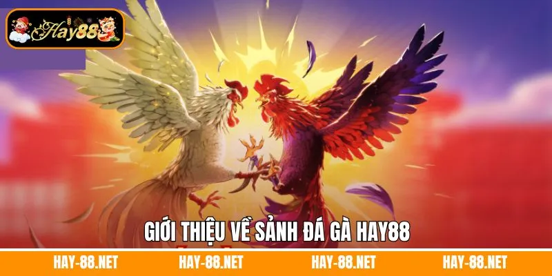 Giới thiệu về sảnh đá gà Hay88