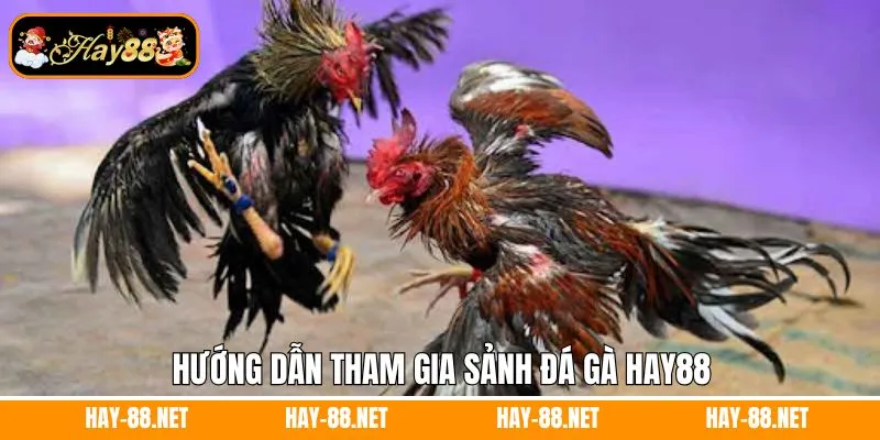 Hướng dẫn tham gia sảnh đá gà Hay88