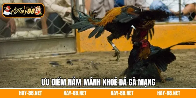 Mơ Thấy Ma Đánh Con Gì? Giải Mã Những Con Số Thần Tài 11 Ưu điểm nắm mánh khoẻ đá gà mạng