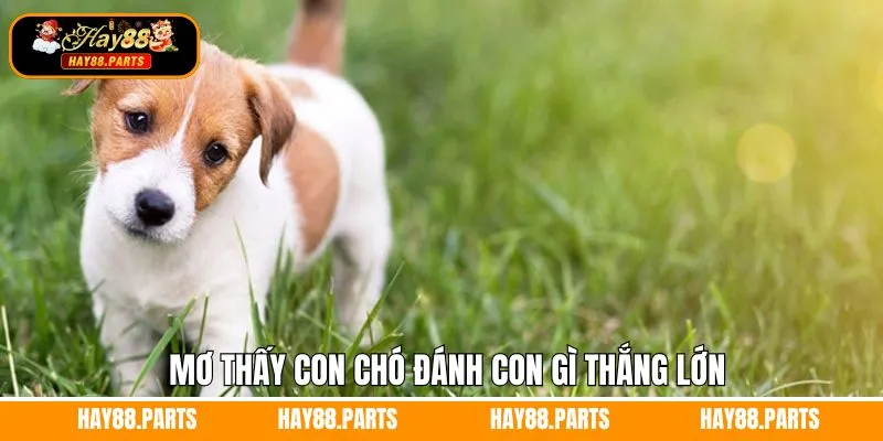 Mơ Thấy Quan Tài Đánh Con Gì - Giải Mã Thông Điệp Từ Hay88 12 Giải đáp mơ thấy con chó đánh con gì từ Hay88