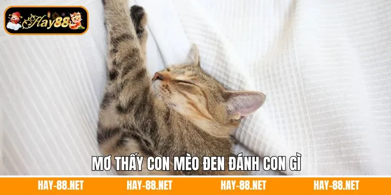 Mơ Thấy Quan Tài Đánh Con Gì - Giải Mã Thông Điệp Từ Hay88 11 Mơ thấy con mèo đánh con gì với giấc mộng cụ thể