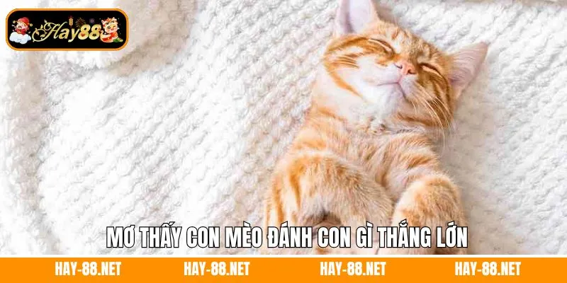 Mơ Thấy Quan Tài Đánh Con Gì - Giải Mã Thông Điệp Từ Hay88 12 Mơ thấy con mèo đánh con gì thắng lớn