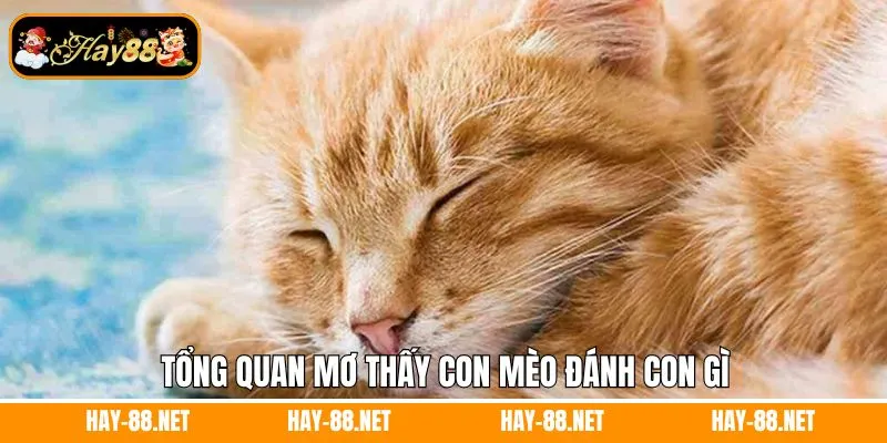 Tổng quan về mộng thấy mèo