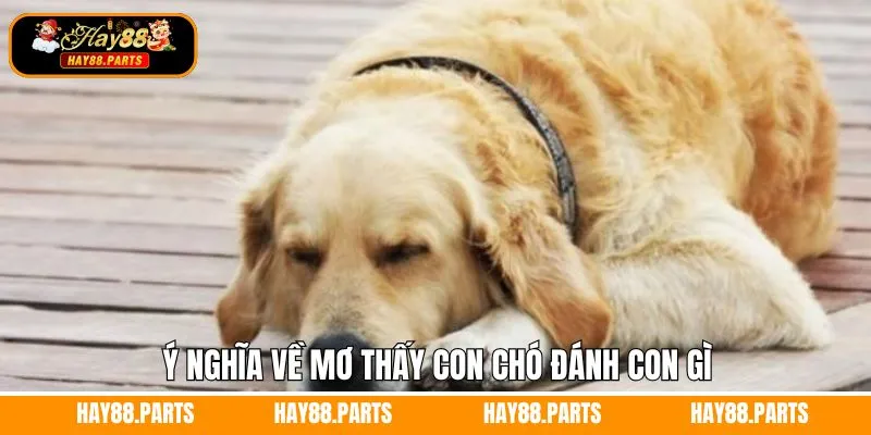 Ý nghĩa khi chiêm bao thấy chó