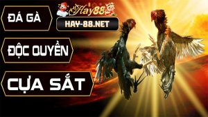 Hay88 đá gà cựa dao