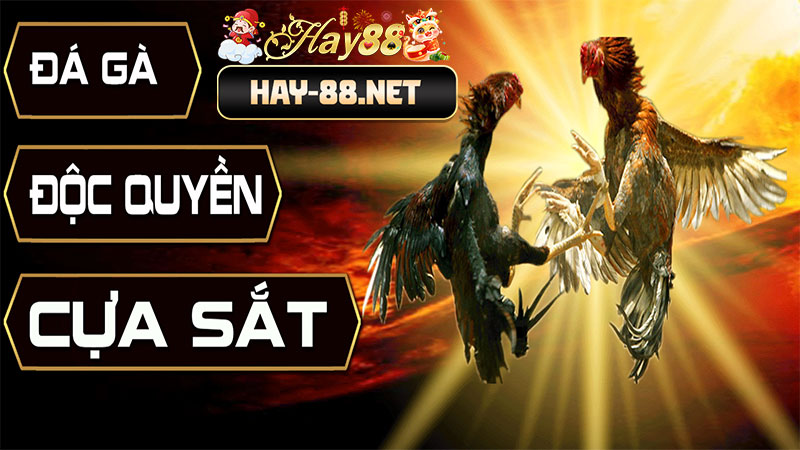 Hay88 đá gà cựa dao